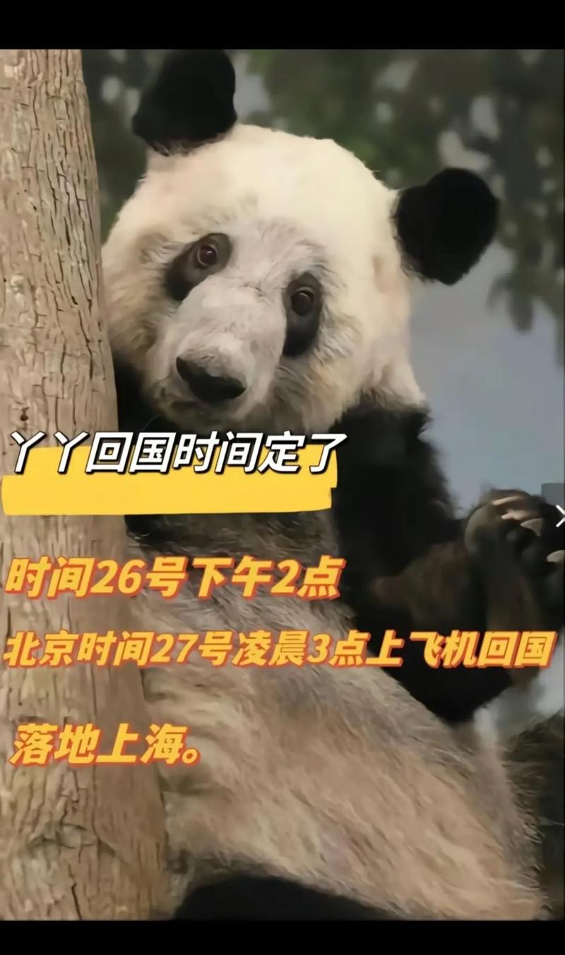 澳彩77749.cσm查询开奖和4旅日大熊猫将回国与旅日20年熊猫将回国 视频