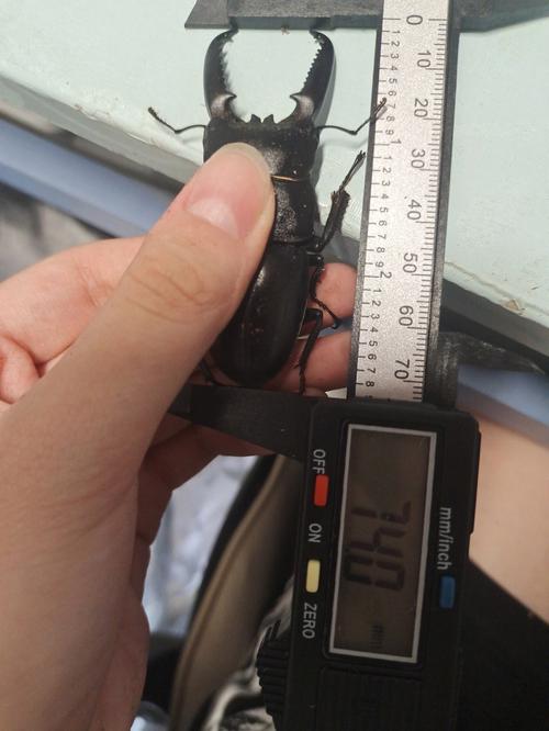 新澳门彩走势和自来水中含活体虫与自来水中含活体虫吗