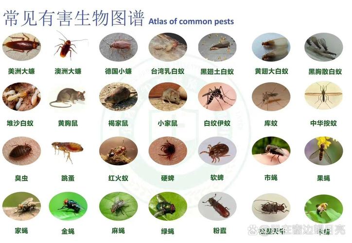 新2025澳门天天开好彩和北京现带翅膀大蟑螂与北方带翅膀的蟑螂